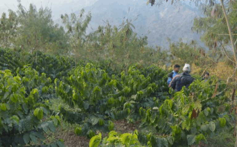 काभ्रेका किसान मल्चिङ विधिबाट कफीखेती गर्दै