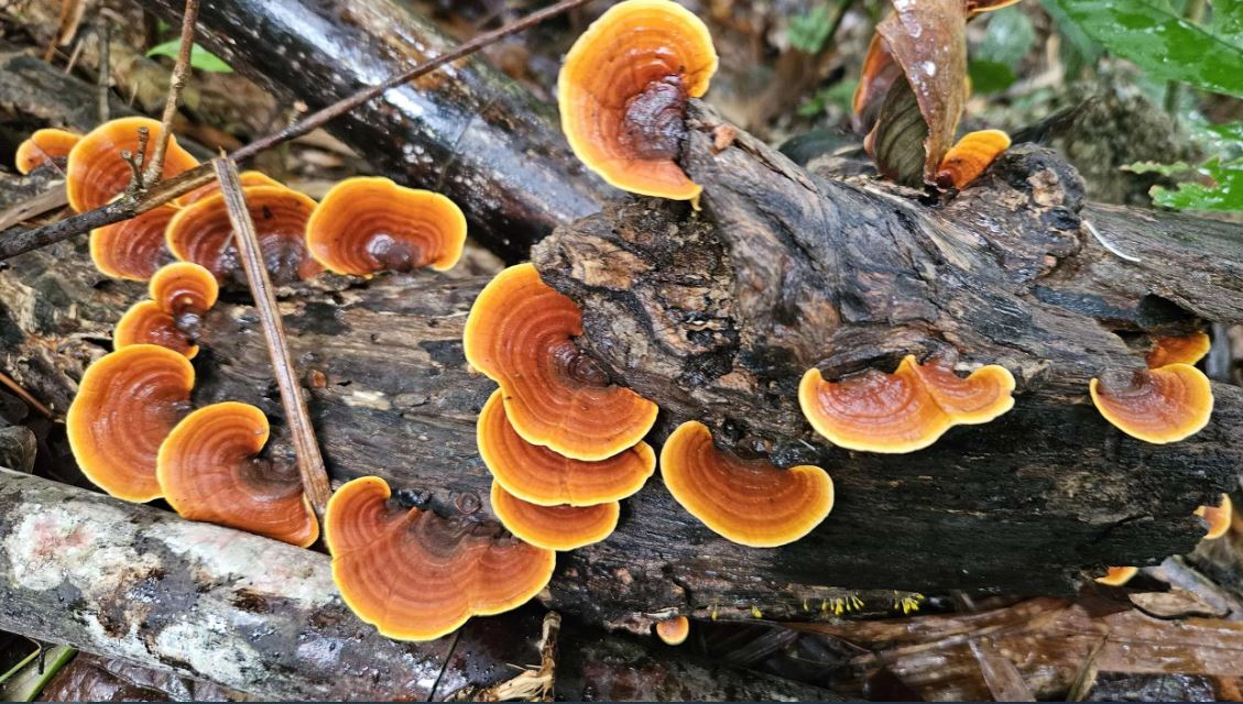 गोरखामा च्याउ खाँदा एकै घरका चार जना बिरामी