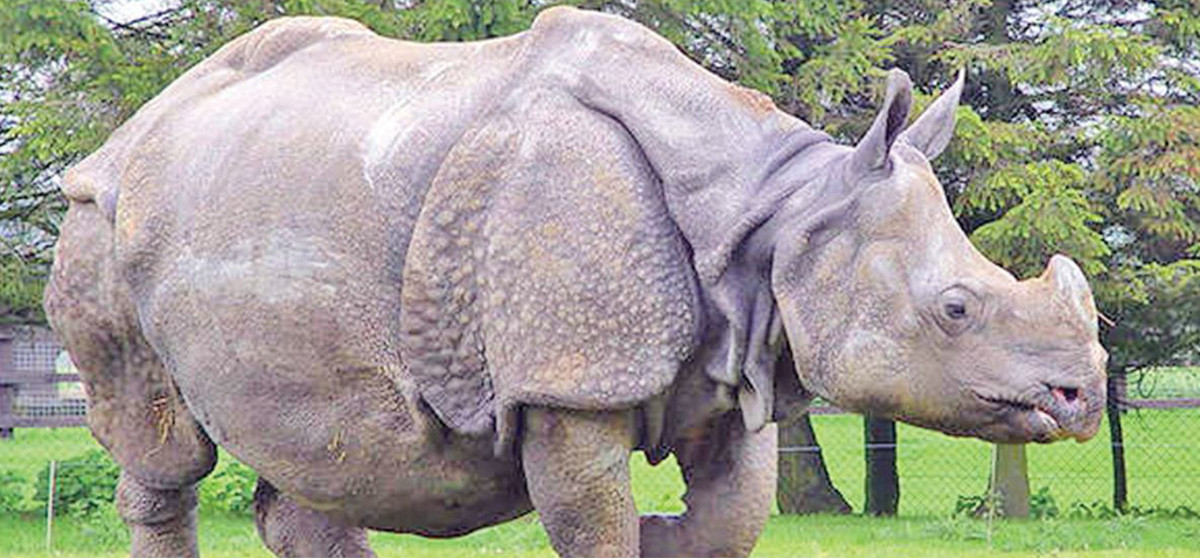 साउनयता ९ वटा गैँडाको मृत्यु