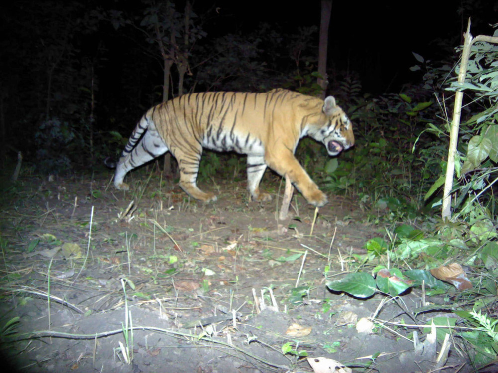 क्यामरा जडान गरेर खोजिँदै नरभक्षी बाघ