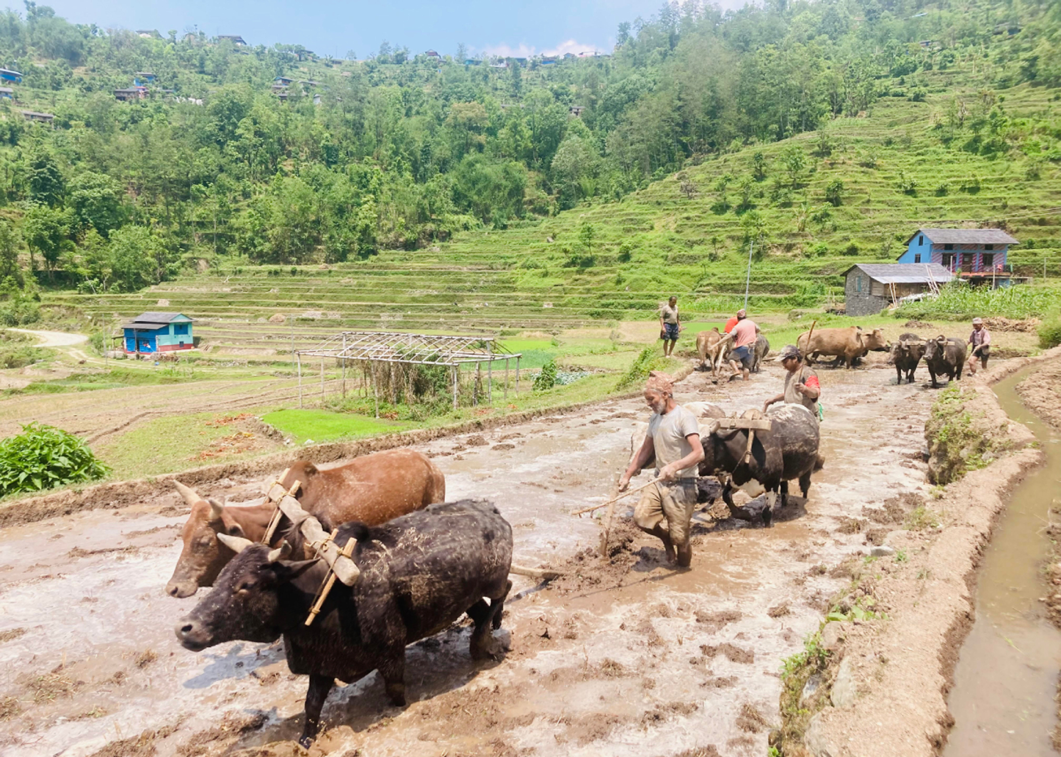 झापामा चैत धान रोपाइँ सुरु, क्षेत्रफल घट्दै