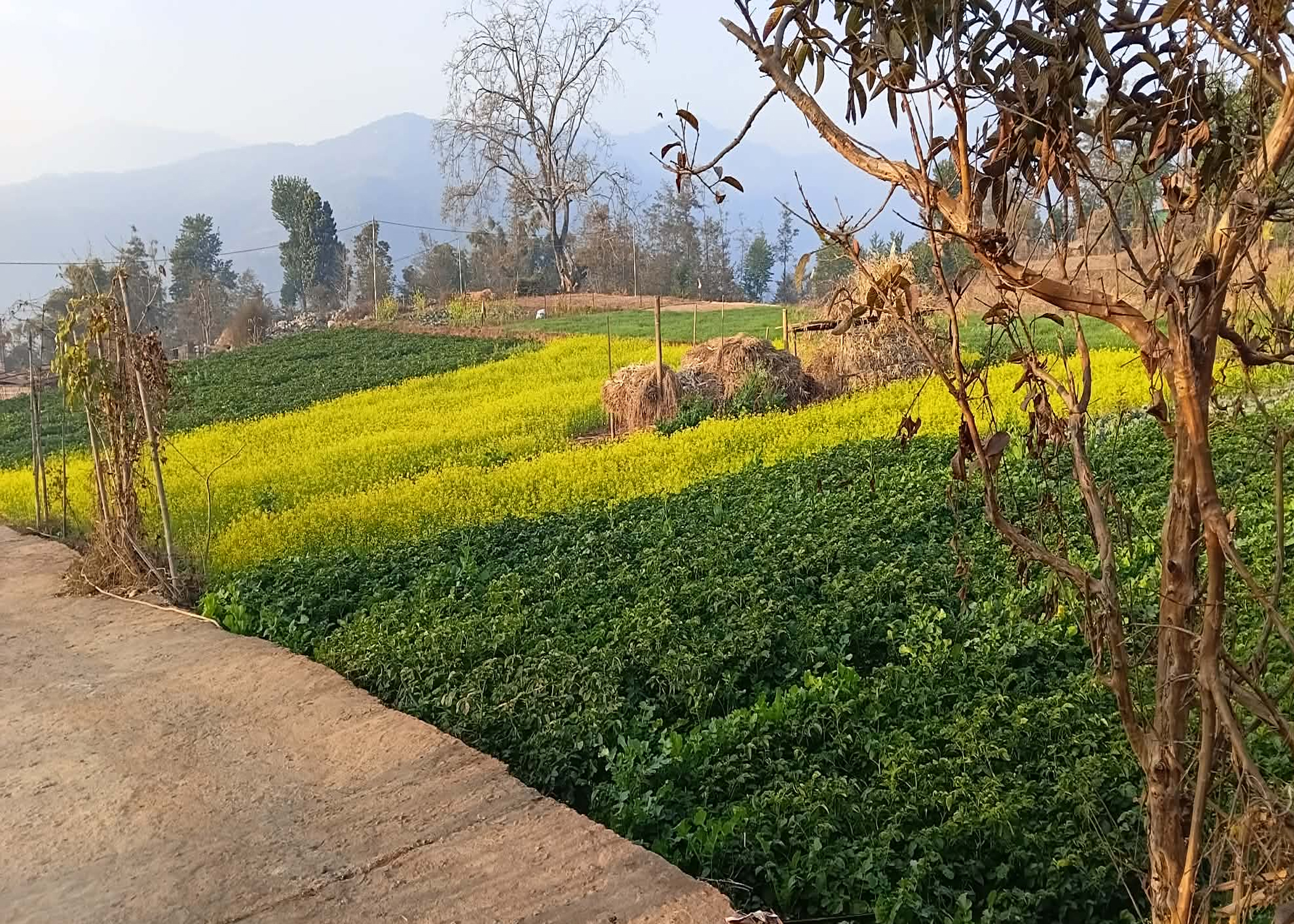 कोदारमा नगदेबालीतर्फ किसानको आकर्षण बढ्दो