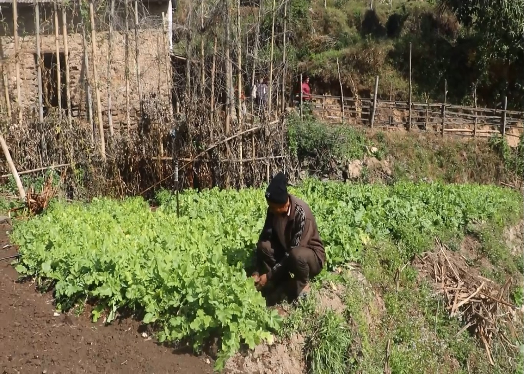 सिँचाइका लागि पोखरी निर्माण भएपछि किसान व्यावसायिक तरकारीखेतीतर्फ आकर्षित