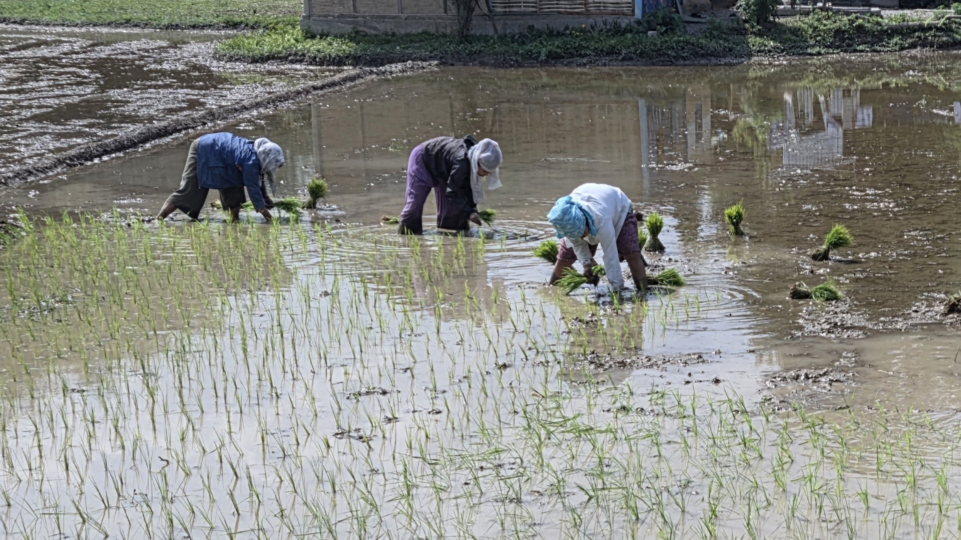 सुनसरीमा चैते धान रोपाइँ गर्न भ्याइनभ्याइ