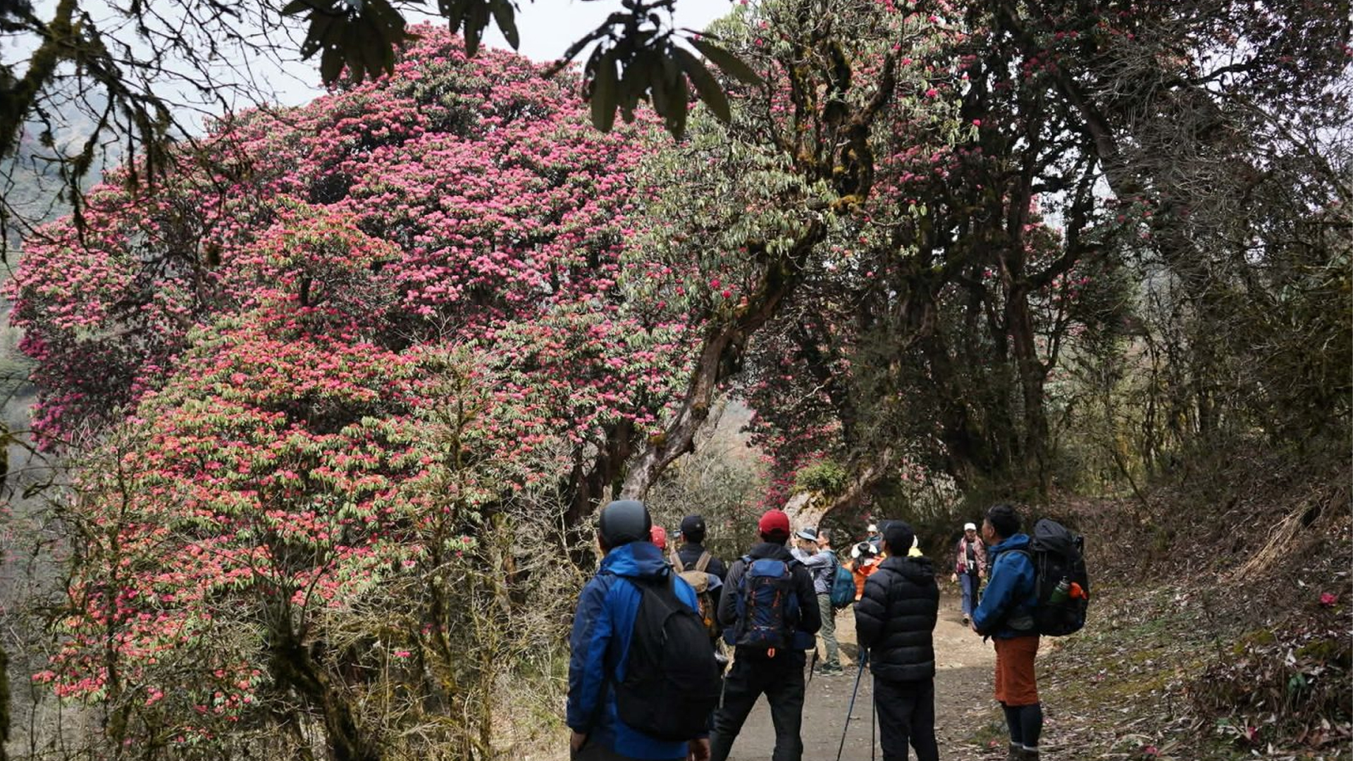 गुराँस हेर्न पर्यटक घोडेपानीमा