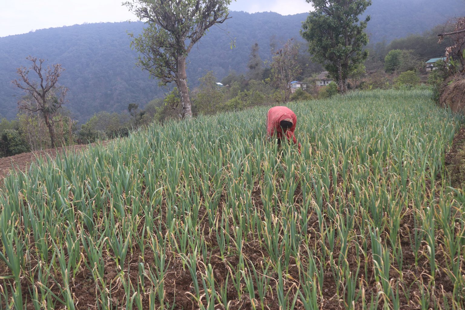 सडक पहुँचसँगै लसुनखेतीमा आकर्षित