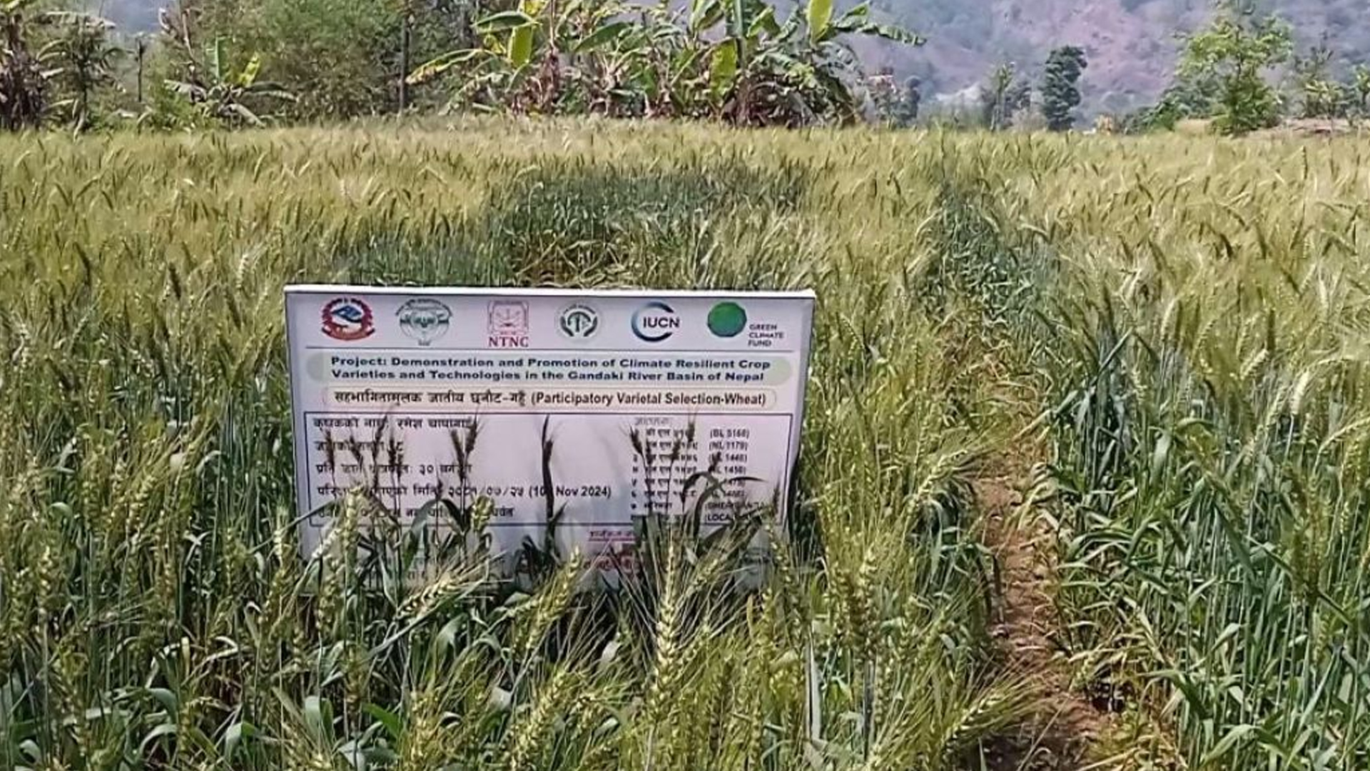 पर्वतमा गहुँबालीको प्रजनन बिउ उत्पादन गरिँदै