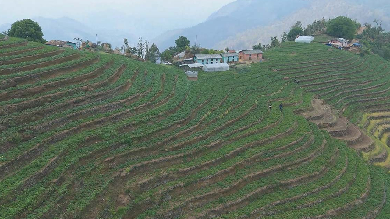 आलुखेतीबाट आत्मनिर्भर बन्दै किसान