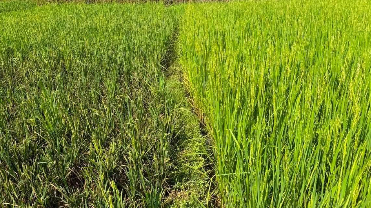 तनहुँमा धानमा मरुवा रोगदेखि लहरे बालीमा डाउनी मिल्डयु पहिचान