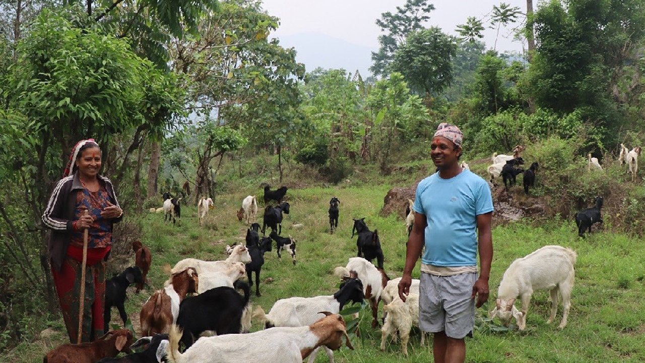 सरकारी जागिर छाडेर बाख्रापालनमा रमाउँदै भुवानी