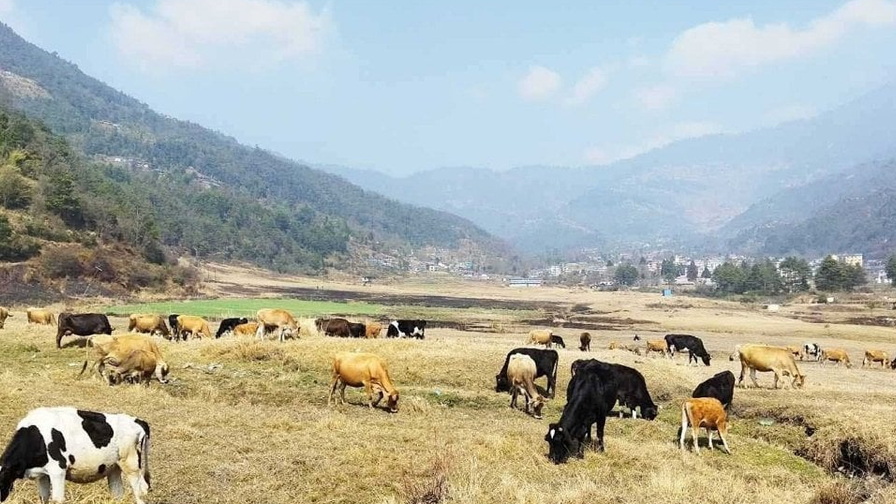 पशुपालनमा रमाइरहेका सापकोटा
