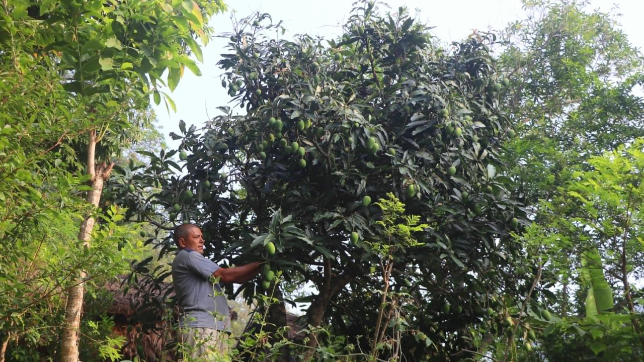 विदेशबाट फर्केर फलफूलखेती विस्तार गर्दै लक्ष्मीप्रसाद