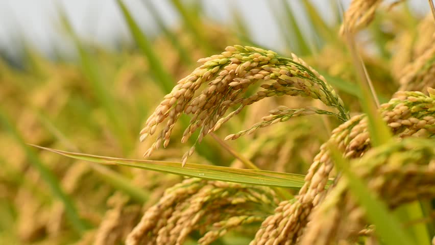 चितवनका किसानले पाएनन् चैते धानको न्यूनतम समर्थन मूल्य