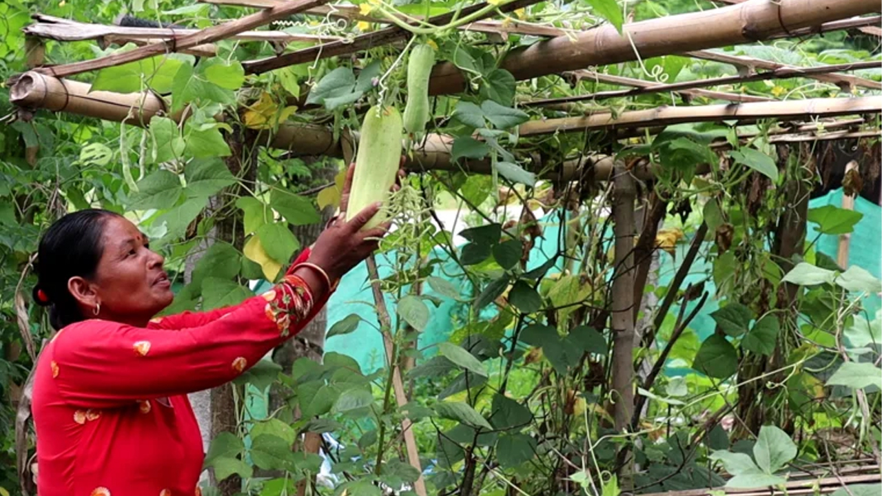 विषादीरहित तरकारी उत्पादन गर्दै बुलिङ्टारका किसान